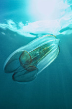 Imagen de Wild Argentina: Aguas peligrosas - 3