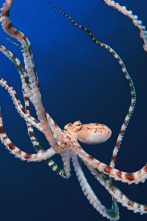 Imagen de Los secretos de los...: Seres sociales - 3