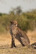 Imagen de Safari letal  - 9