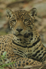Imagen de Jaguar: icono de la jungla de Guyana - 7