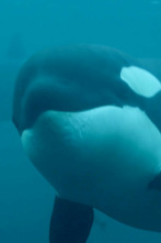Imagen de La vida secreta de las orcas  - 7