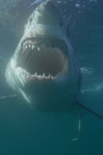 Imagen de Canadá: hogar del tiburón blanco - 7