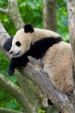 Imagen de Escuela de pandas: El estilo panda - 3