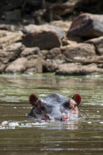 Imagen de Boteti: el río de...: Muerte en el polvo - 7