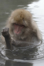 Imagen de El lado salvaje de...: Rompiendo el hielo - 7
