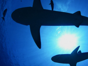 Imagen de Los tiburones de las islas Pitcairn - 2