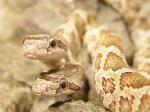 Imagen de Caza a la pitón birmana - 2