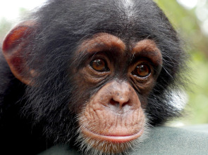 Imagen de Escuela de chimpancés - 2
