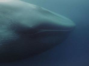 Imagen de Gigantes de las profundidades - 2