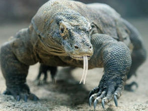 Imagen de Dragones de Komodo - 8