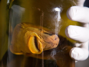Imagen de Tiburones caníbales - 2