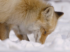 Imagen de Las maravillas ocultas del invierno  - 2