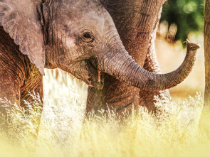 Imagen de Los secretos de los elefantes  - 2