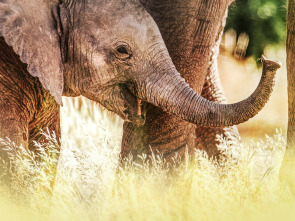 Imagen de Los secretos de los...: La sabana - 3