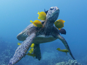 Imagen de La magia de los océanos - 8