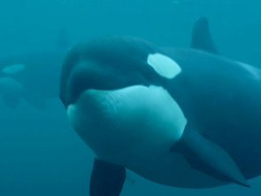 Imagen de La vida secreta de las orcas  - 2