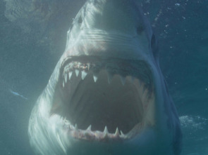 Imagen de Canadá: hogar del tiburón blanco - 2