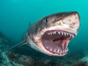 Imagen de Misterios de los tiburones - 2