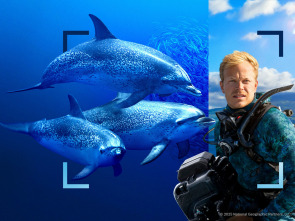 Imagen de Delfines en primer plano con Bertie Gregory - 2