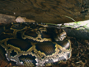 Imagen de La invasión de la pitón - 1