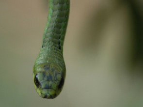 Imagen de El mundo secreto de...: América y Australia - 2