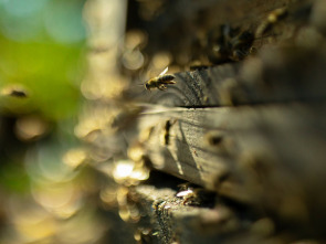 Imagen de Los secretos de las...: La colmena - 2