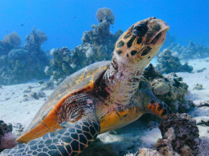 Imagen de El Mar rojo: un jardín en evolución - 1