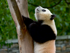 Imagen de Escuela de pandas: El estilo panda - 2
