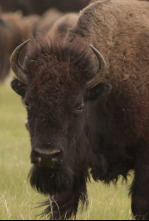 Imagen de Superdepredadores de América - 11