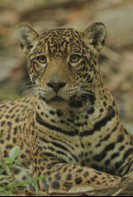 Imagen de Jaguar: icono de la jungla de Guyana - 9
