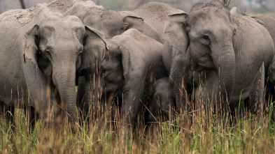 Los secretos de la...: Reino elefante