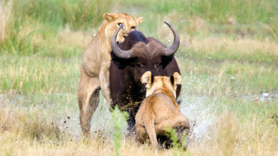 Concebido para matar: Oso polar