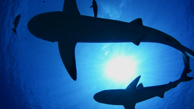 Imagen de Los tiburones de las islas Pitcairn - 10