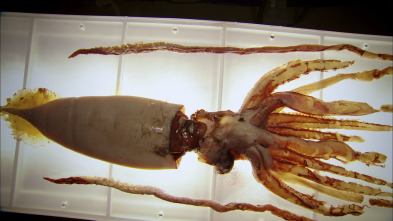 Imagen de En busca del calamar gigante - 3