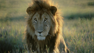 Imagen de Top 10 animal: Ataques - 3