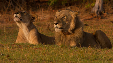 Imagen de Juego de leones - 3