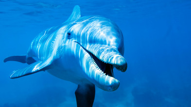 Imagen de Animales aún más salvajes: Sorprendentemente humanos - 3