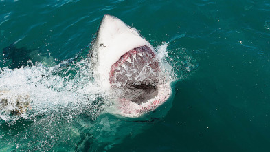 Imagen de Zona de peligro: tiburones - 3