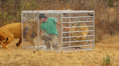 Imagen de Encerrado entre leones - 9
