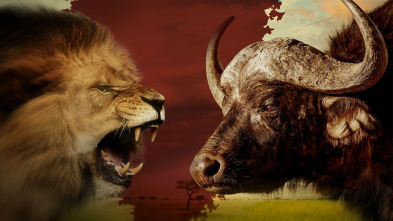 Imagen de Rivales de sangre: el león contra el búfalo - 9
