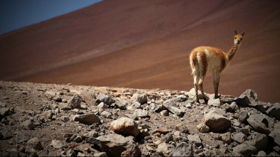 Wild 24 horas: La sabana africana