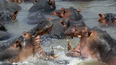 Imagen de Los depredadores más letales de África  - 11