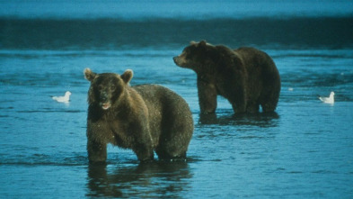 La tierra de los 10,000 osos pardos