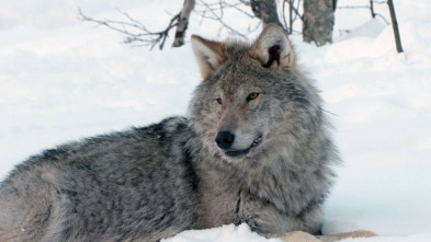 Imagen de Invierno salvaje - 13