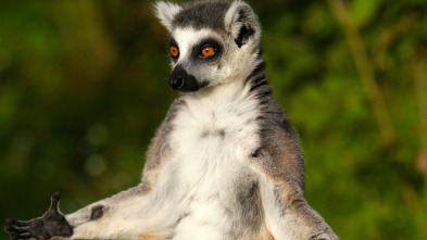 Lemures legendarios de Madagascar