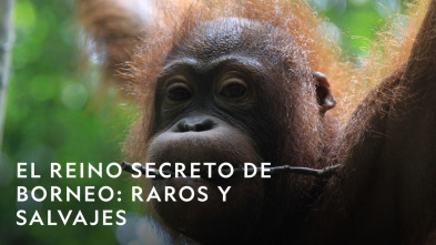 Imagen de El reino secreto de Borneo  - 11