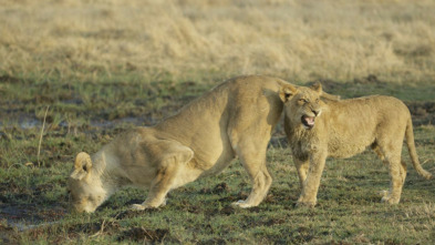 Grandes rivales: perros contra gatos