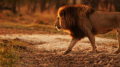 El regreso del león