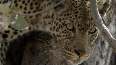 Imagen de Wild Argentina  - 5