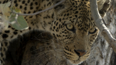 Imagen de Wild Argentina: Las montañas extremas - 5